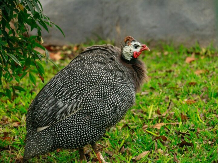 Jak hodować perliczki?