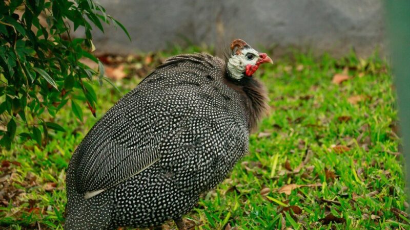 Jak hodować perliczki?