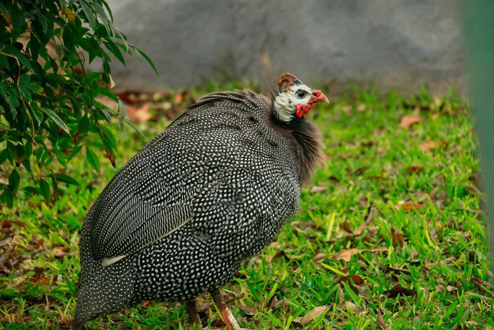 Jak hodować perliczki?