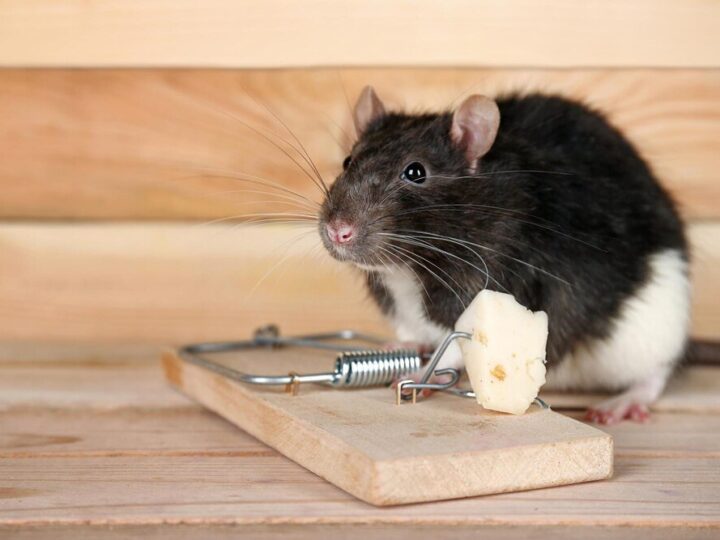 Jak pozbyć się szczurów i czy karma dla psów w tym pomoże?