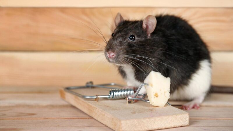 Jak pozbyć się szczurów i czy karma dla psów w tym pomoże?