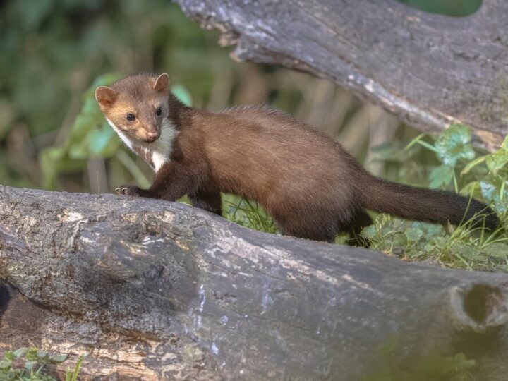 Jak skutecznie pozbyć się kuny?