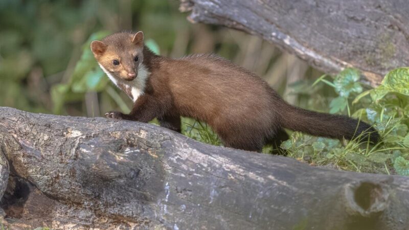 Jak skutecznie pozbyć się kuny?