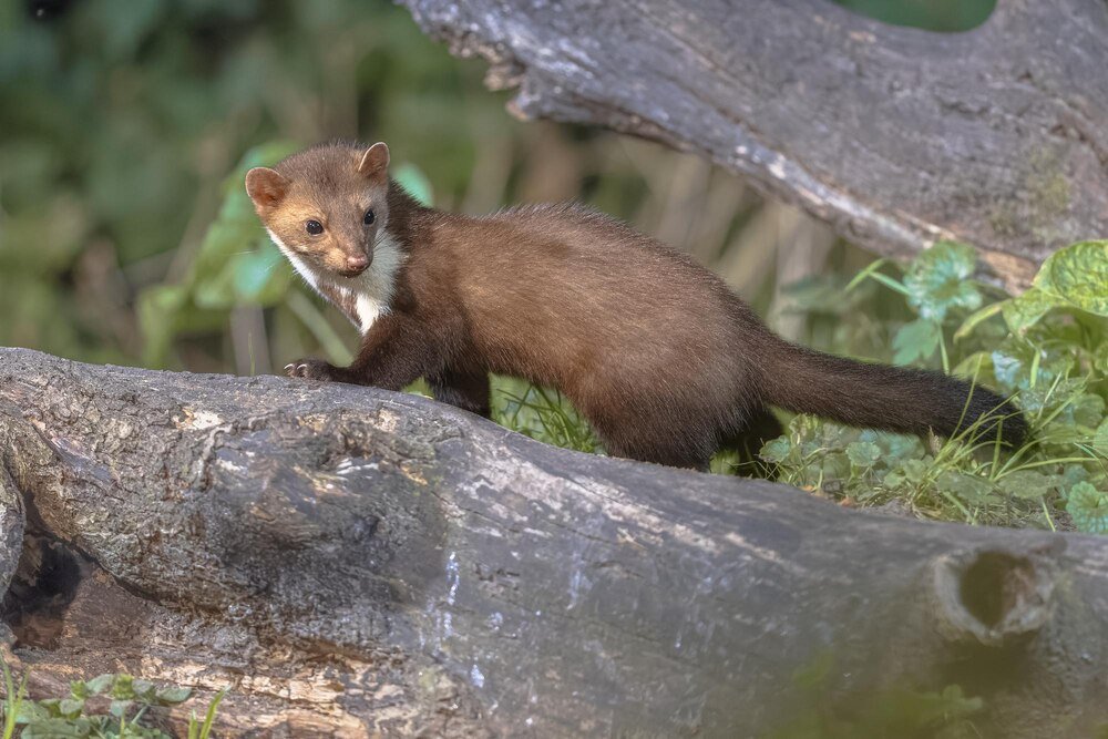Jak skutecznie pozbyć się kuny?