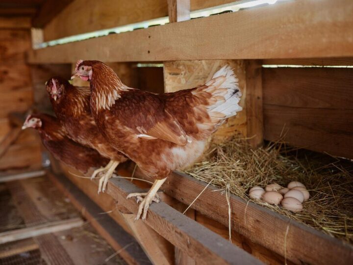 Jak urządzić kurnik i jak zrobić grzędę dla kur?