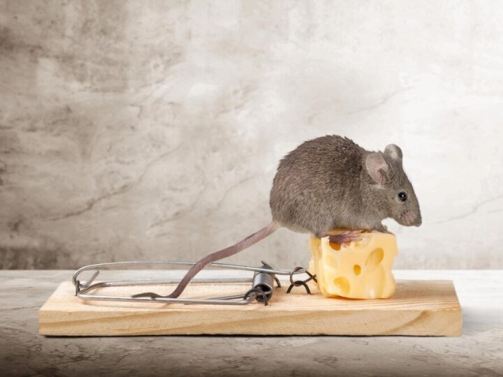 Jak założyć puapkę na myszy, żeby była skuteczna
