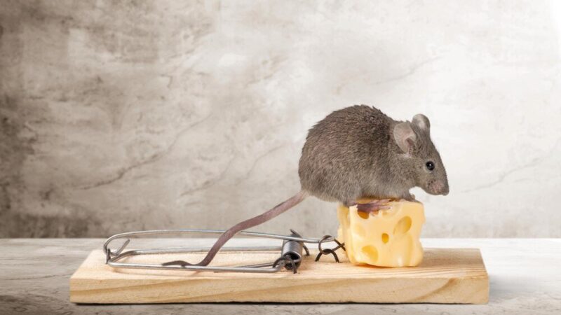 Jak założyć puapkę na myszy, żeby była skuteczna