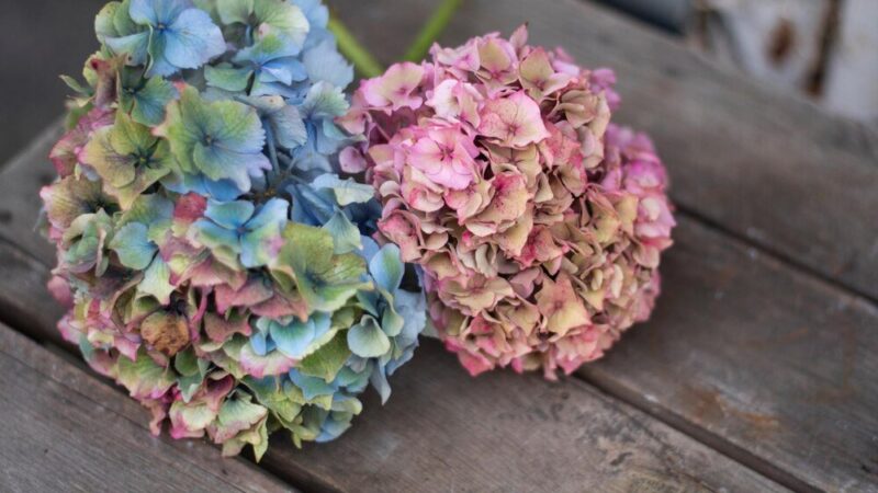 Jak zasuszyć hortensje?