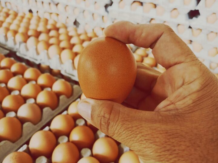 Jaka rasa kur znosi najwięcej jajek?