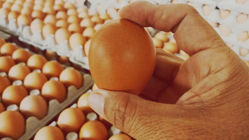 Jaka rasa kur znosi najwięcej jajek?