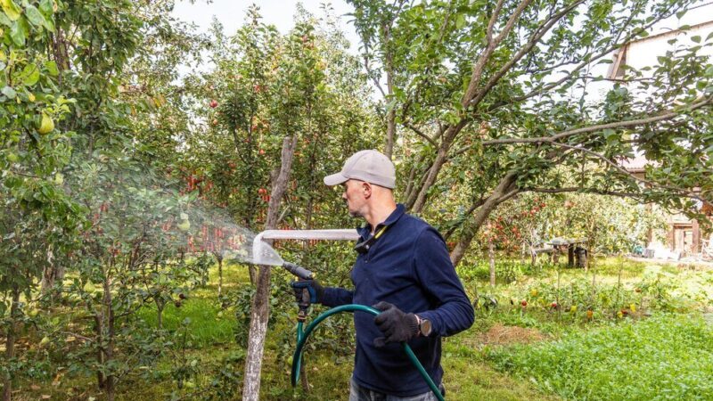 Jesienne opryski drzew owocowych – skuteczne metody ochrony na zimę