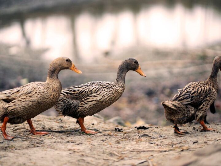 Kaczki biegusy indyjskie – najlepsze na ślimaki