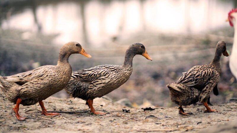 Kaczki biegusy indyjskie – najlepsze na ślimaki