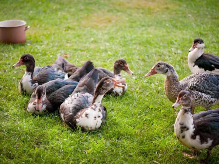 Kaczki francuskie – jak zacząć domową hodowlę?