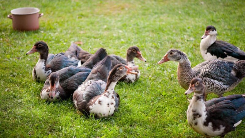 Kaczki francuskie – jak zacząć domową hodowlę?