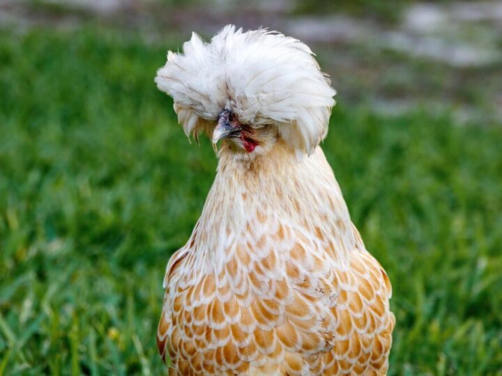 Kura czubatka – historia rasy, jak zacząć hodowlę