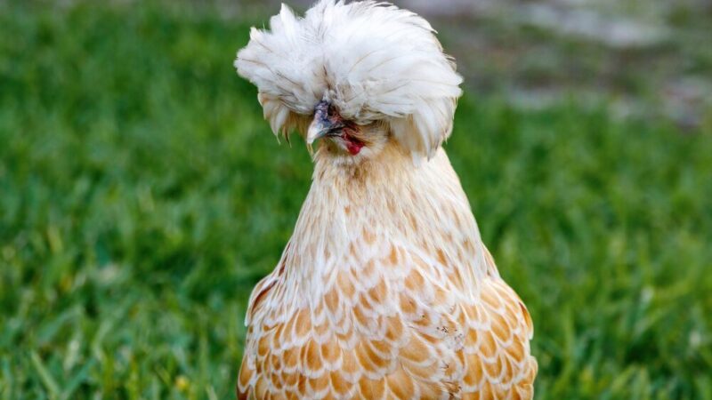 Kura czubatka – historia rasy, jak zacząć hodowlę