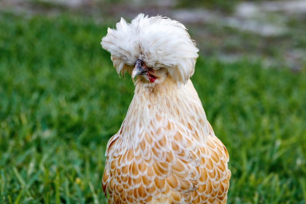 Kura czubatka – historia rasy, jak zacząć hodowlę