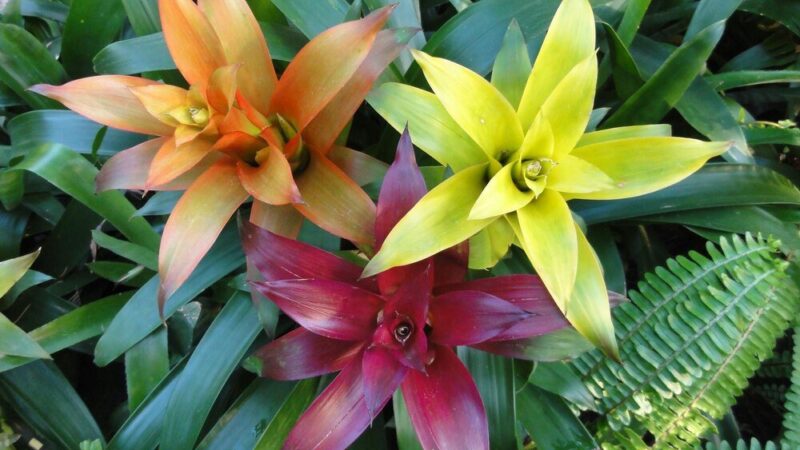 Kwiat bromelia – co ile go podlewać?