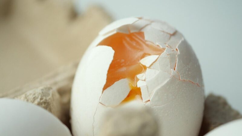 Od czego zależy kolor skorupki jajka?