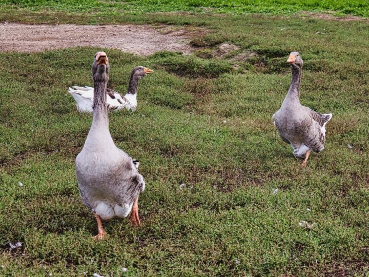 Przydomowa hodowla gęsi