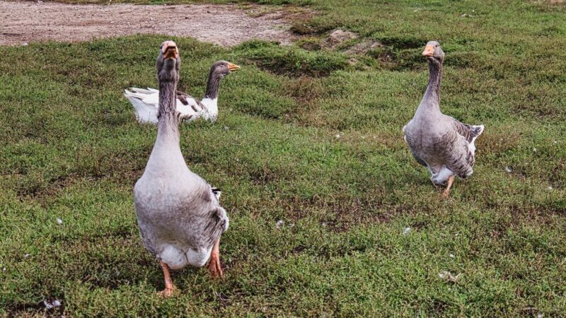 Przydomowa hodowla gęsi