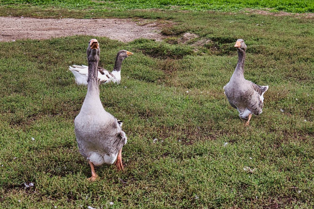 Przydomowa hodowla gęsi