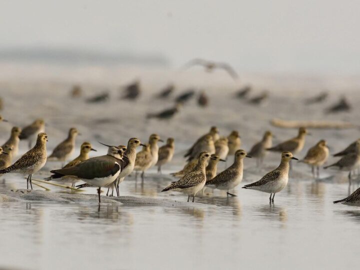 Ptaki odlatujące na zimę – które ptaki nie zostają w Polsce na zimę?