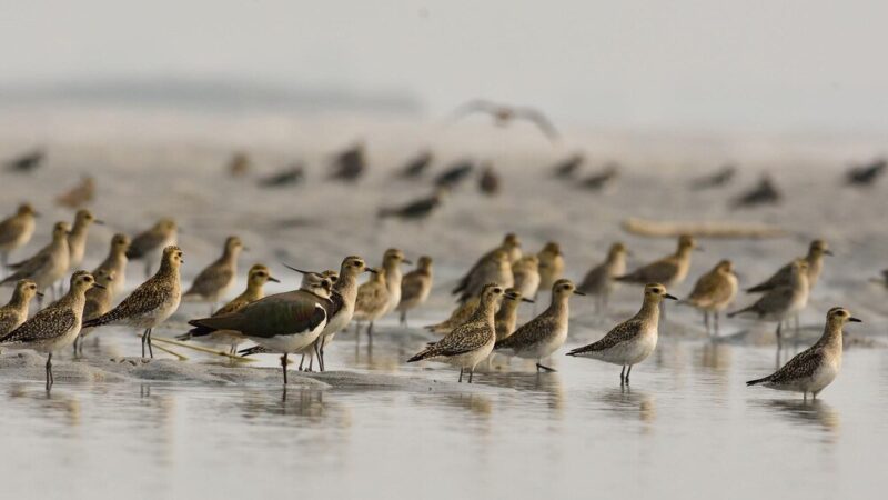 Ptaki odlatujące na zimę – które ptaki nie zostają w Polsce na zimę?