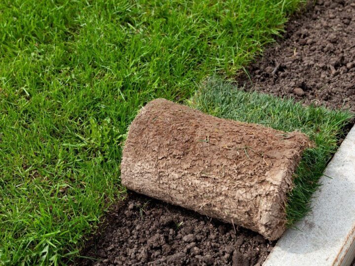 Rośliny na skarpę – najlepsze gatunki do słońca i cienia