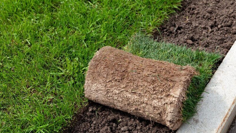 Rośliny na skarpę – najlepsze gatunki do słońca i cienia