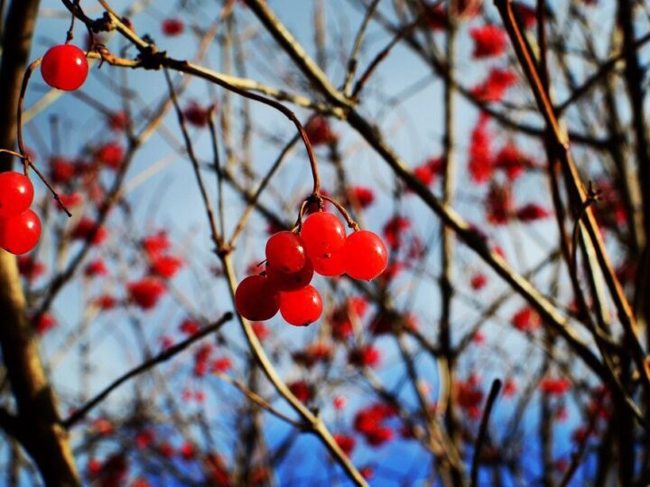 Uprawa i pielęgnacja głogu jednoszyjkowego w ogrodzie