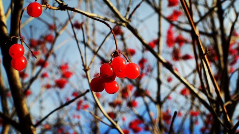 Uprawa i pielęgnacja głogu jednoszyjkowego w ogrodzie