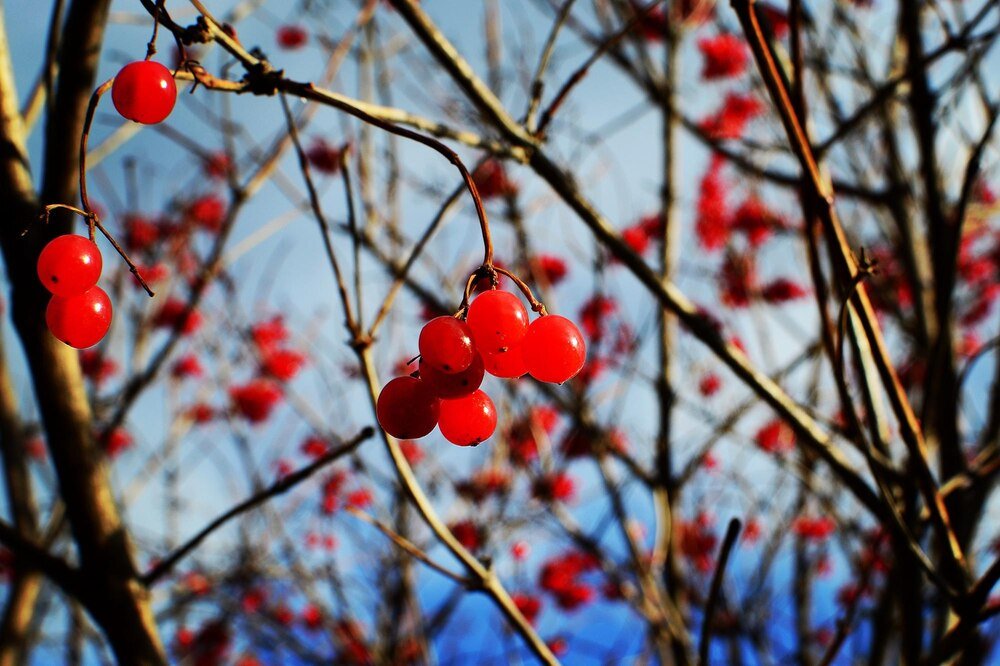 Uprawa i pielęgnacja głogu jednoszyjkowego w ogrodzie