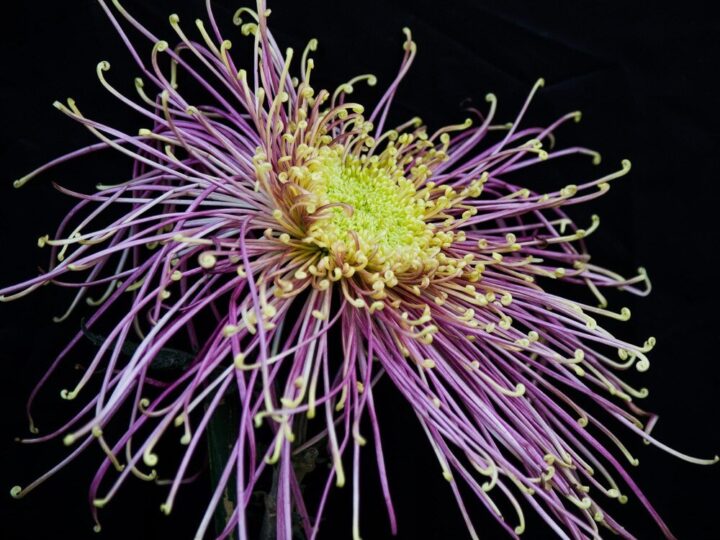 Uprawa kleome ciernistej na balkonach i rabatach – porady i inspiracje