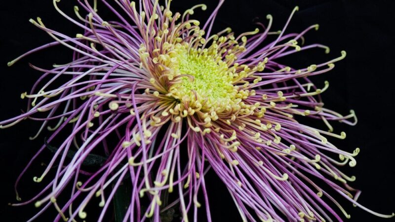 Uprawa kleome ciernistej na balkonach i rabatach – porady i inspiracje