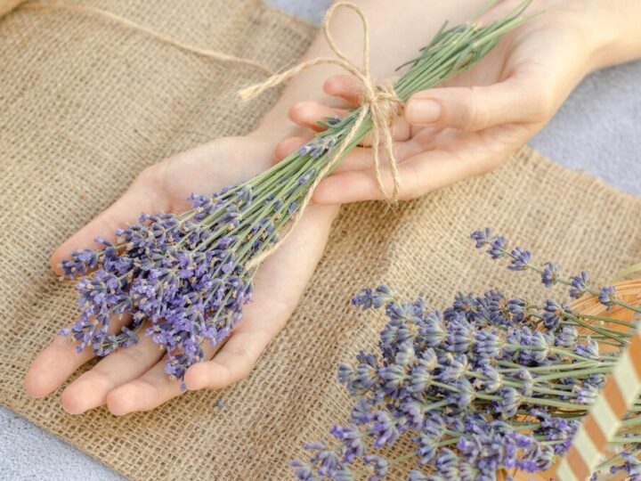 Uprawa lawendy w ogrodzie: Gatunki, pielęgnacja i warunki