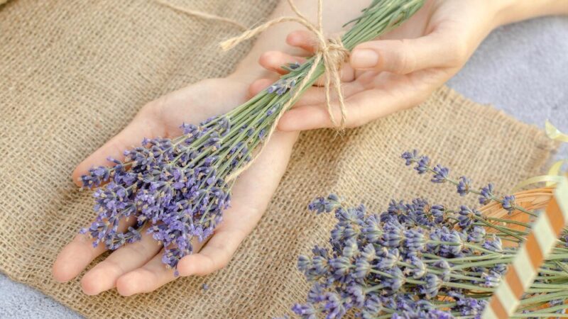 Uprawa lawendy w ogrodzie: Gatunki, pielęgnacja i warunki