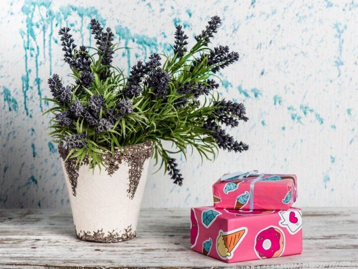 Z czym posadzić lawendę w doniczce?