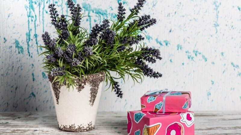 Z czym posadzić lawendę w doniczce?