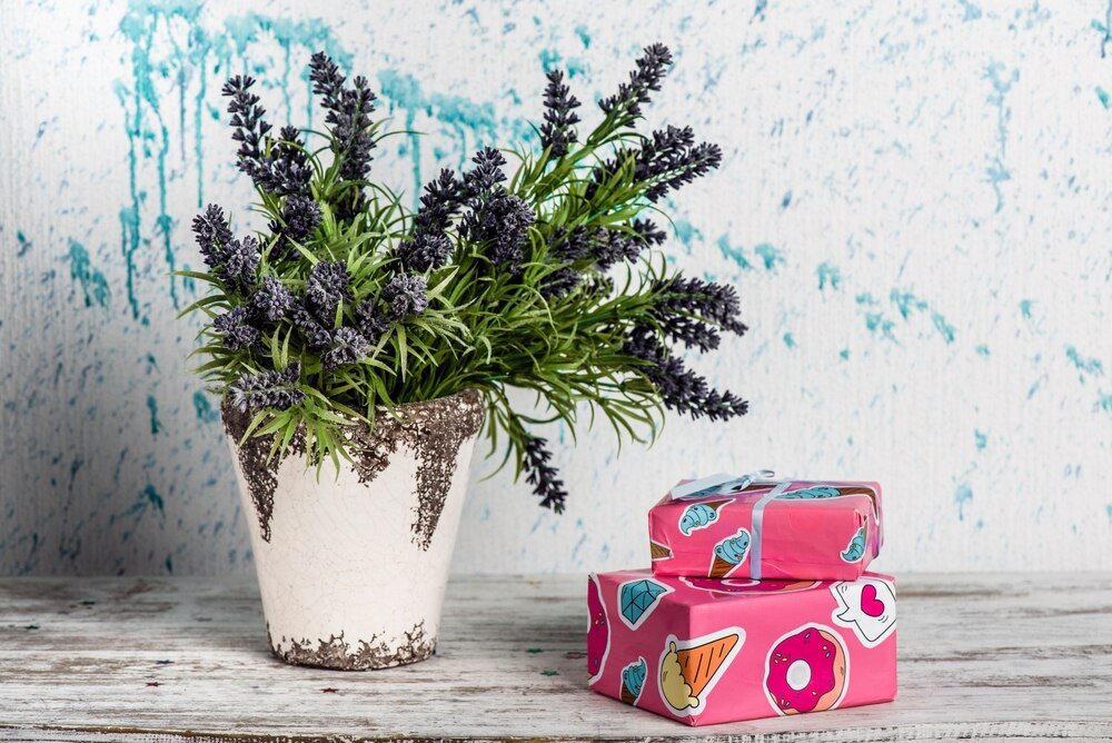 Z czym posadzić lawendę w doniczce?