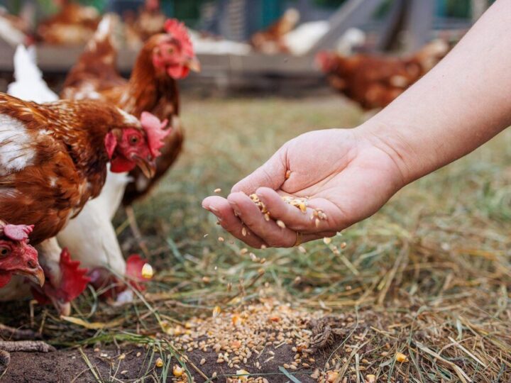 Czym karmić kury żeby się dobrze niosły?