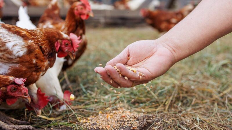 Czym karmić kury żeby się dobrze niosły?