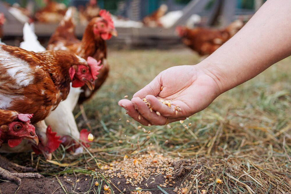 Czym karmić kury żeby się dobrze niosły?