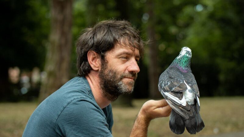 Hodowla gołębi pocztowych – od czego zacząć?