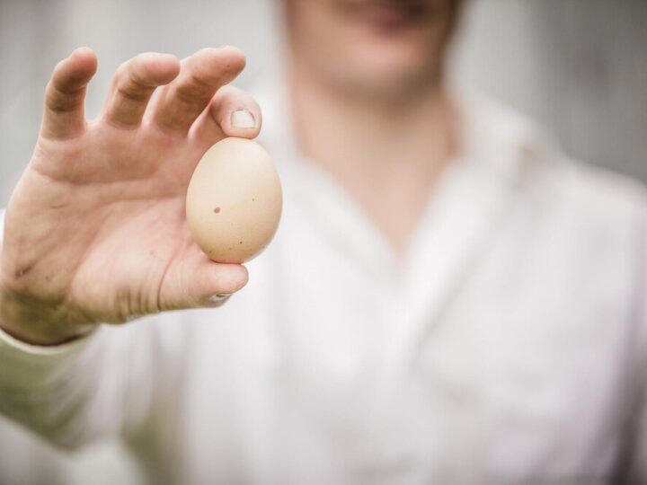 Inkubacja jaj kurzych – jak prawidłowo przeprowadzić?