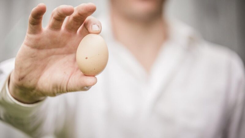 Inkubacja jaj kurzych – jak prawidłowo przeprowadzić?