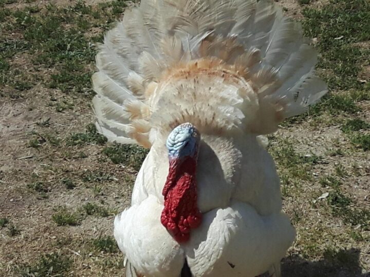 Jak hodować indyki – podstawowe zasady