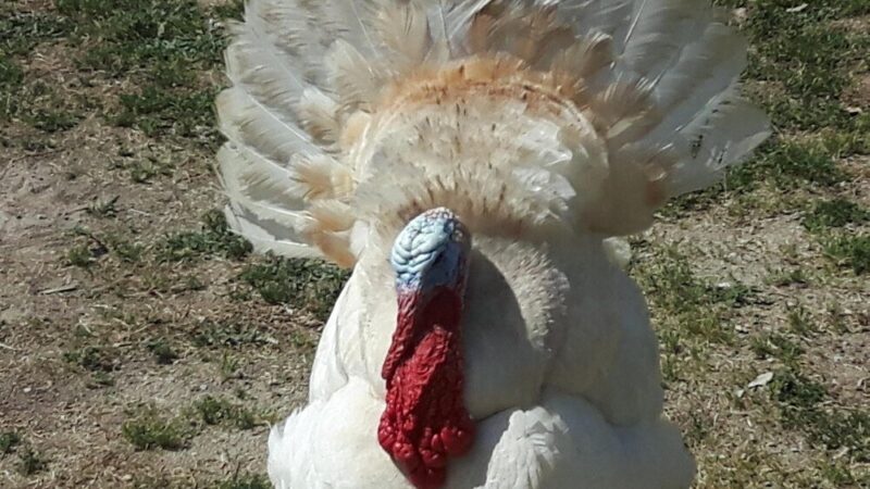 Jak hodować indyki – podstawowe zasady