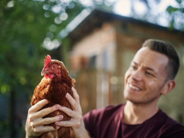 Jak karmić kury na wolnym wybiegu?